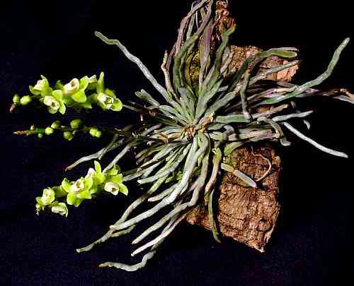 Chiloschista parishii